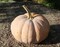 Project Party- Faux Terra Cotta Pumpkin